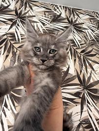 Cuccioli Maine Coon alta genealogia