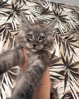 Cuccioli Maine Coon alta genealogia