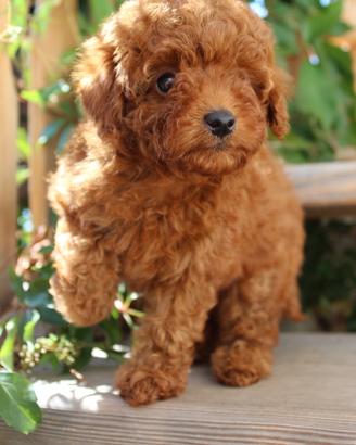 Cuccioli barboncino nano/toy