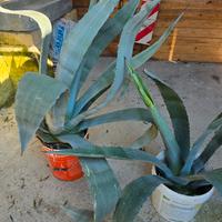 Agave Americana