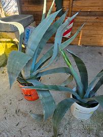 Agave Americana
