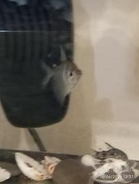 Pesce