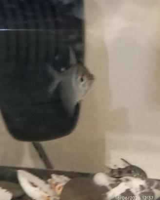 Pesce