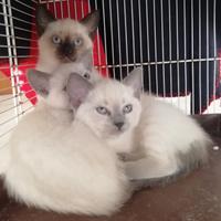 Gattine thai/siamese trad. (simil, no pedigree)