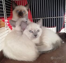 Gattine thai/siamese trad. (simil, no pedigree)