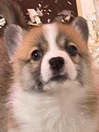 Verona corgi