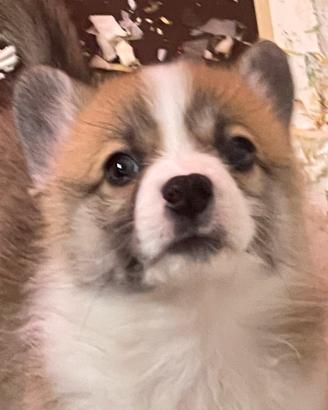 Verona corgi