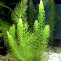 Ceratophyllum demersum per laghetto o acquario