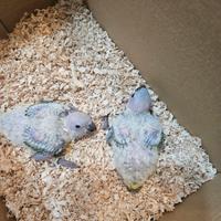 Conuro del sole da imbecco