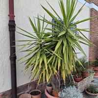 non riesco più a muoverla mi fanno male le spalle