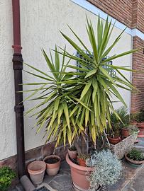 non riesco più a muoverla mi fanno male le spalle