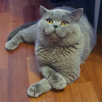 British shorthair