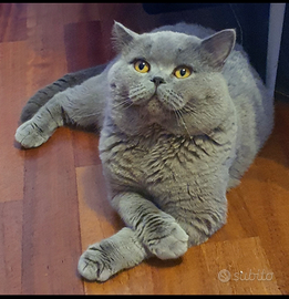 British shorthair