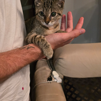 Travata gattina, salva per miracolo _regalo