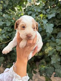 Cucciolo lagotto x Cocker