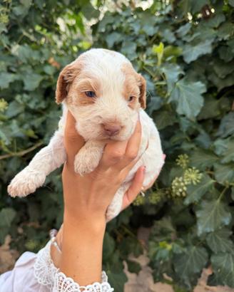 Cucciolo lagotto x Cocker