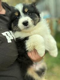 Cucciola pastore australiano