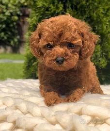 Cucciolo barboncino toy red