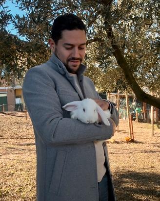 Coniglio ariete nano