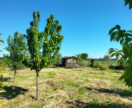 Terreno agricolo