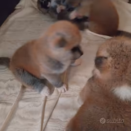 CUCCIOLI DI AKITA INU