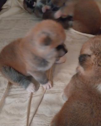CUCCIOLI DI AKITA INU