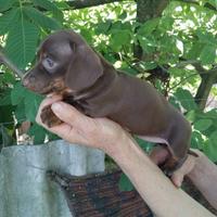 Bassotto cioccolato cuccioli