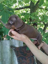 Bassotto cioccolato cuccioli