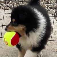 Cucciolo pastore scozzese ENCI