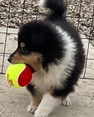 Cucciolo pastore scozzese ENCI