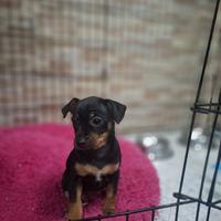 Prinsher Princer princher pinscher toy nana