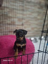 Prinsher Princer princher pinscher toy nana