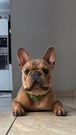 Bulldog francese x monta