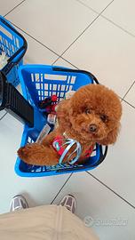 Barboncino Red per monta