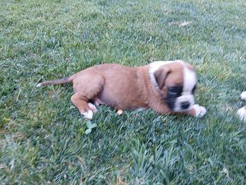 Cuccioli boxer fulvi