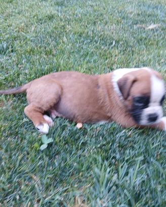 Cuccioli cane boxer fulvi