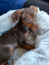 Cucciolo di Pincher Nano Tripode