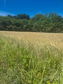 Terreno agricolo