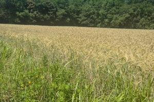 Terreno agricolo
