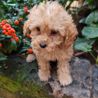 Flash barboncino toy