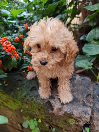 Flash barboncino toy