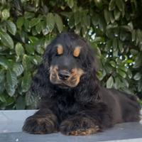Cuccioli cocker spaniel
