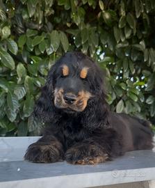 Cuccioli cocker spaniel