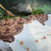Boa Constrictor 0.1 2024