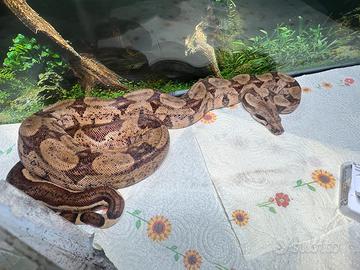 Boa Constrictor 0.1 2024