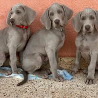 Cuccioli di Weimaraner