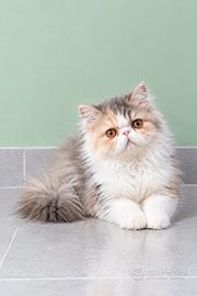 Gatti Persiani e Exotic