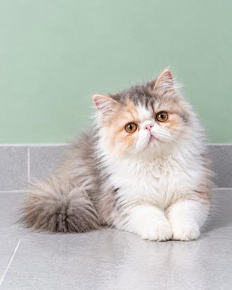 Gatti Persiani e Exotic