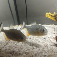 2 Piranha più acquario 60 litri
