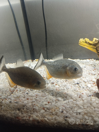 2 Piranha più acquario 45 LT